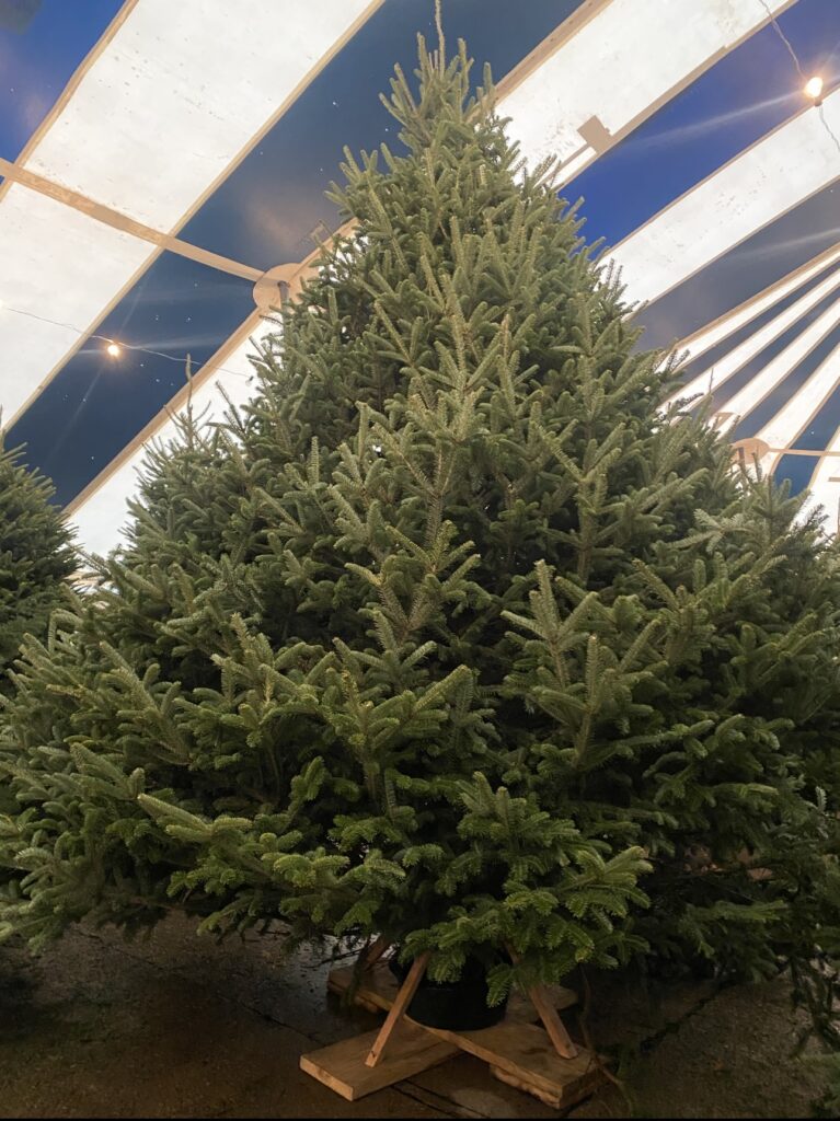 Patton's Christmas Trees in Dallas TX - Texas longest running real Christmas tree lot