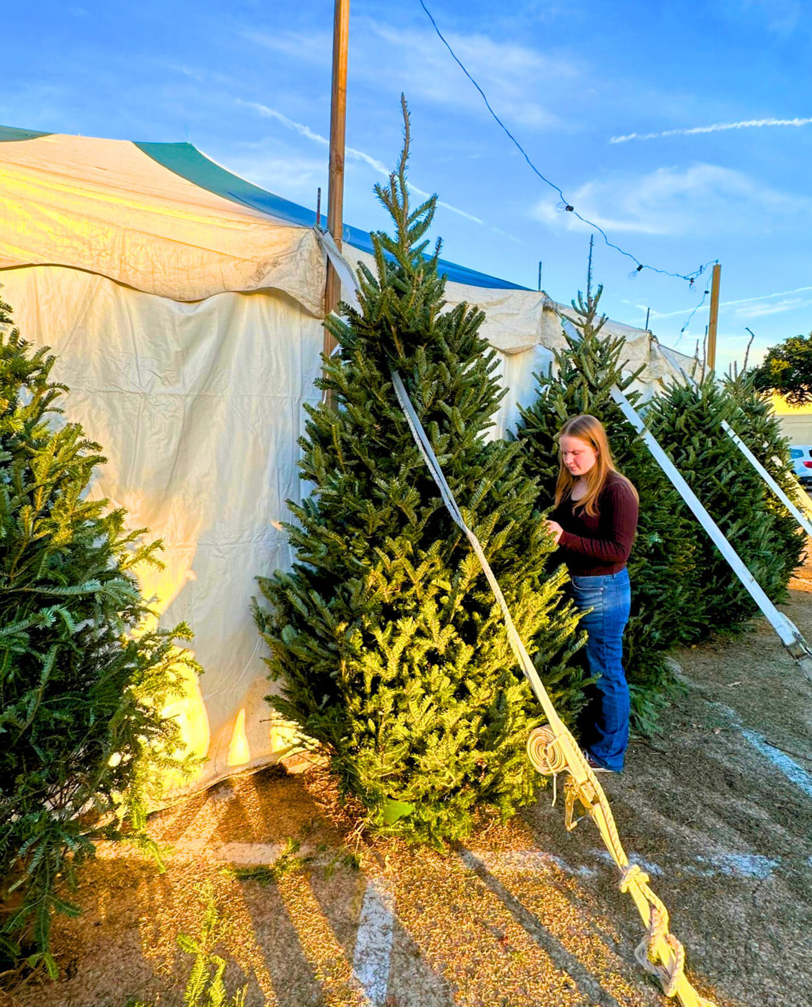 Girl shopping for a Christmas tree at Patton's Christmas Trees