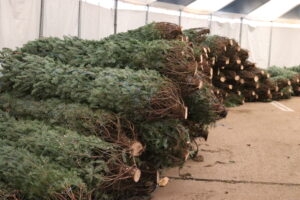 Christmas trees piled up and ready to be put on stands at Patton's Christmas Trees - the oldest / longest running Christmas tree lot in Dallas Texas
