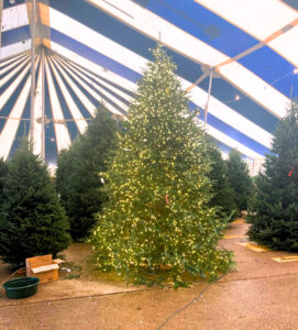 Patton's Christmas Trees real tree lot in Lakewood Dallas TX - Mockingbird and Abrams