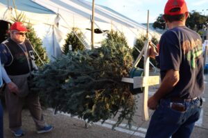 Patton's Christmas Trees real tree lot in Lakewood Dallas TX - Mockingbird and Abrams