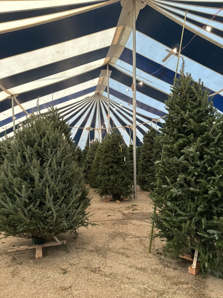Patton's Christmas Trees real tree lot in Lakewood Dallas TX - Mockingbird and Abrams