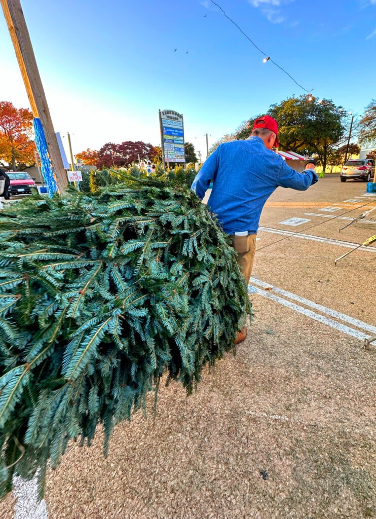 patton's christmas trees - jeff patton cuts and carries a customer's chosen fresh cut Christmas Fir tree