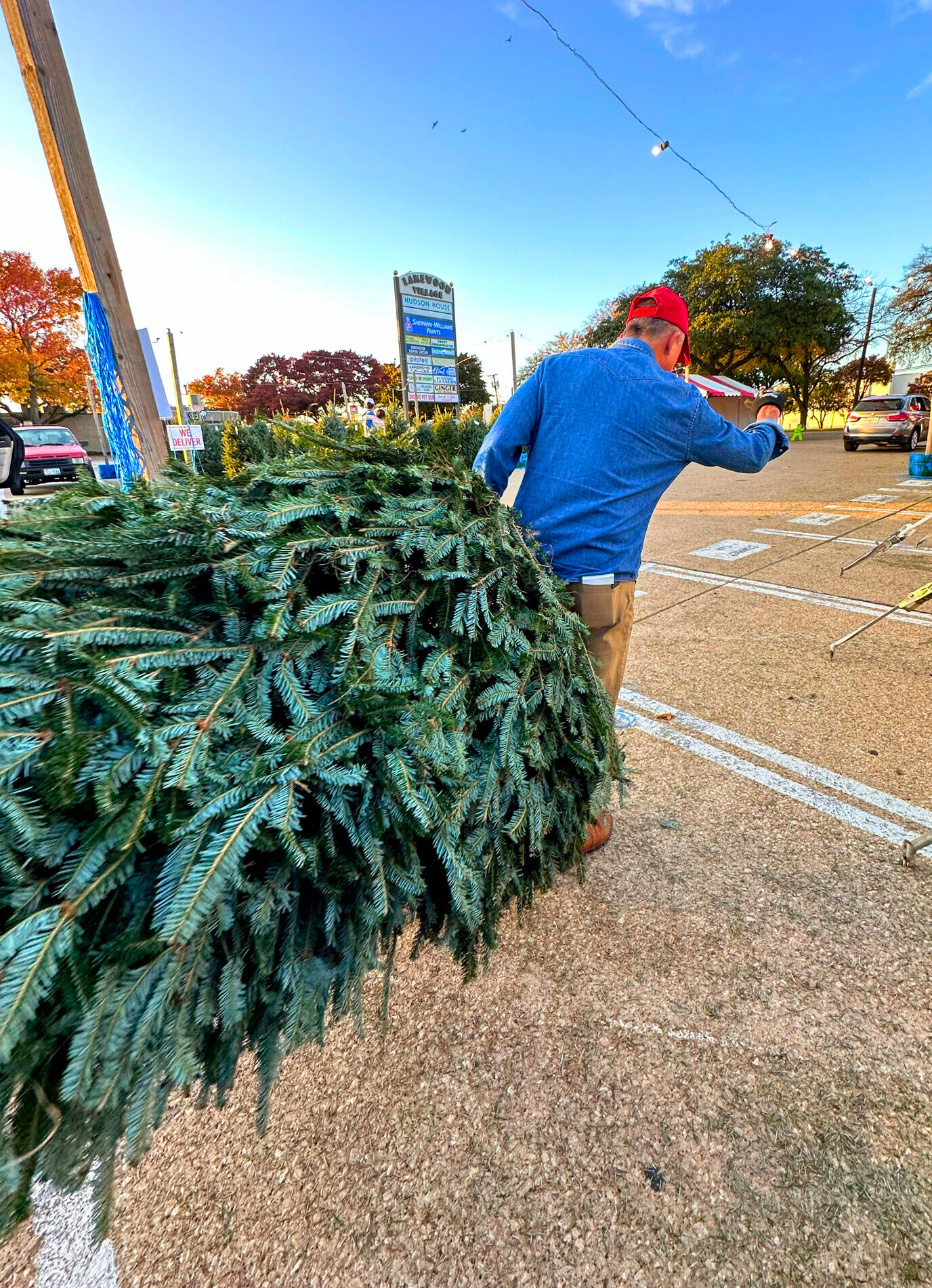 patton's christmas trees - jeff patton cuts and carries a customer's chosen fresh cut Christmas Fir tree